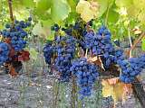 Grappes sur vignes