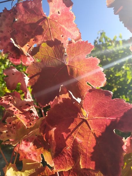 feuilles de vigne aux couleurs d'automne