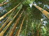 Bambous en Provence Eyragues bambous