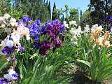 Bambous en Provence Eyragues fleurs