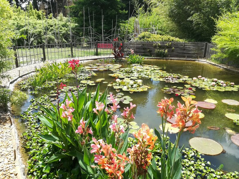 Un plan d'eau rempli de nénuphars et de plantes aquatiques, avec des fleurs de canna oranges et roses en premier plan. Autour de l'étang, il y a de la végétation luxuriante et des clôtures en bois.