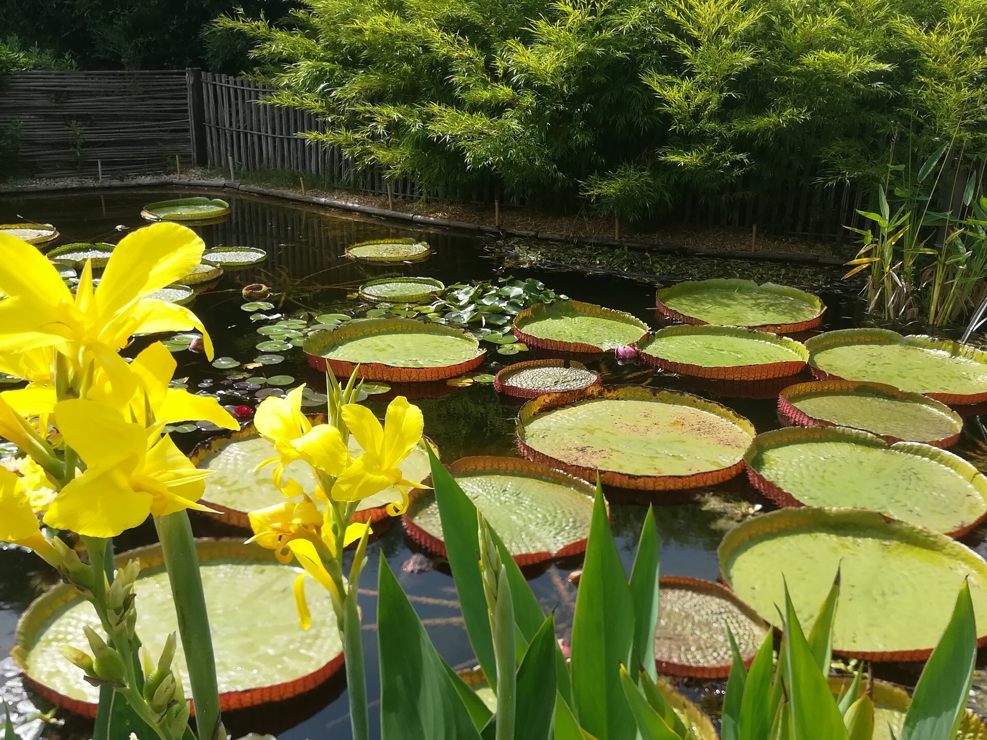 Un étang avec de grands nénuphars circulaires et des fleurs jaunes vives en premier plan. Des bambous et une clôture en bois sont visibles en arrière-plan.