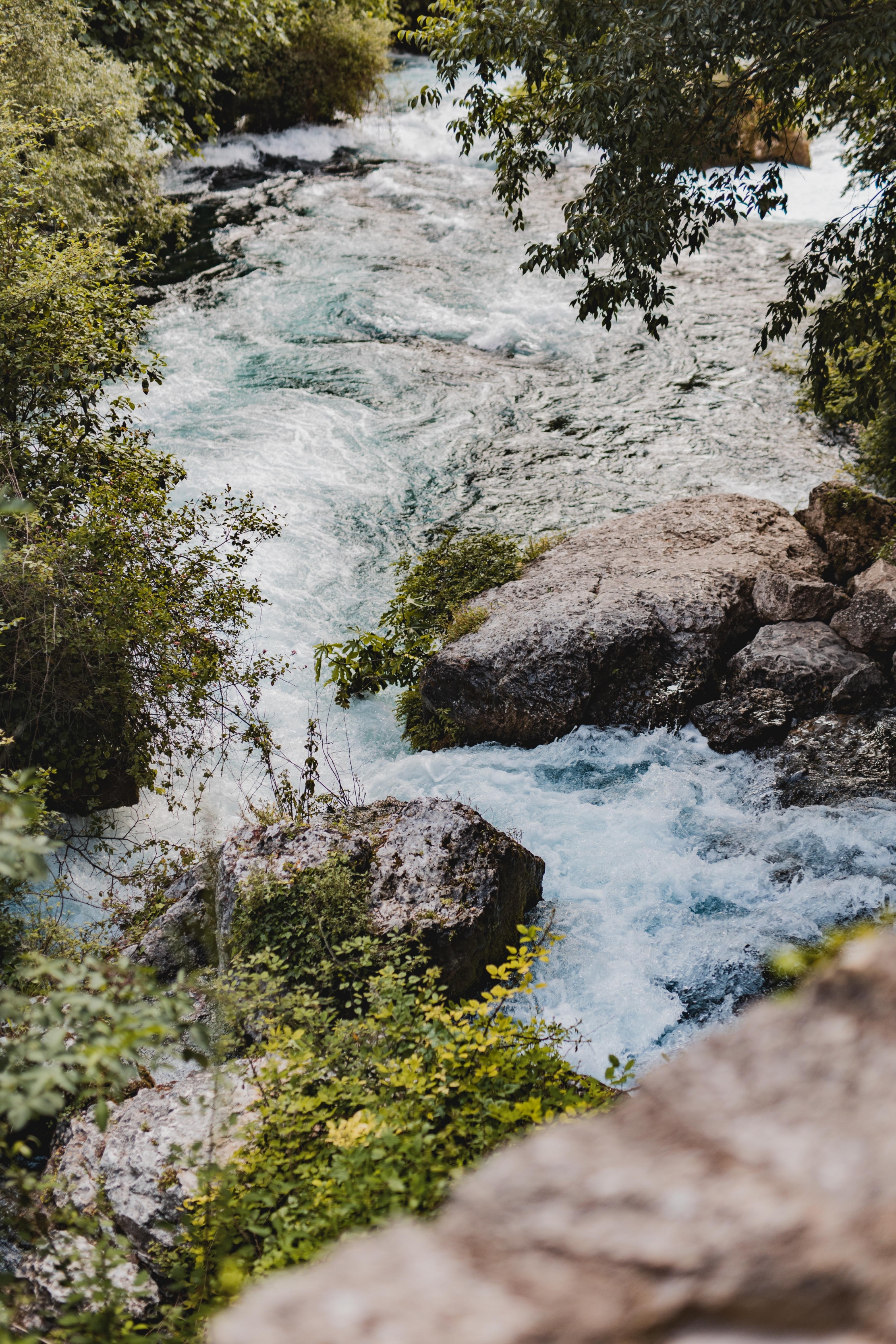 Une rivière impétueuse aux eaux blanches et turquoises coule sur des rochers, bordée d'une végétation luxuriante, à Fontaine-de-Vaucluse.