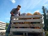le potager de saint antoine