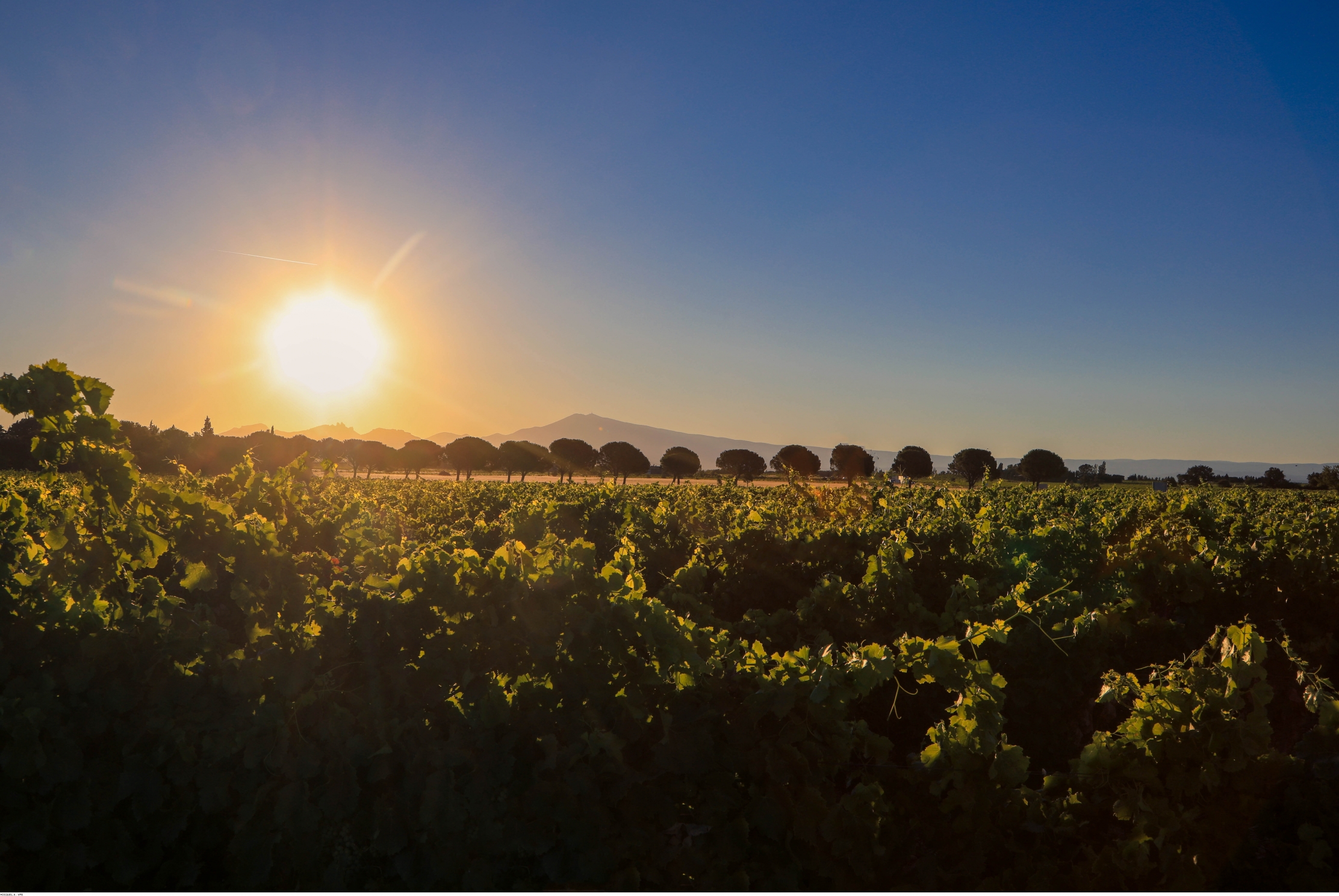 Vignoble verdoyant sous un ciel bleu avec le soleil couchant et une rangée d'arbres à l'horizon.