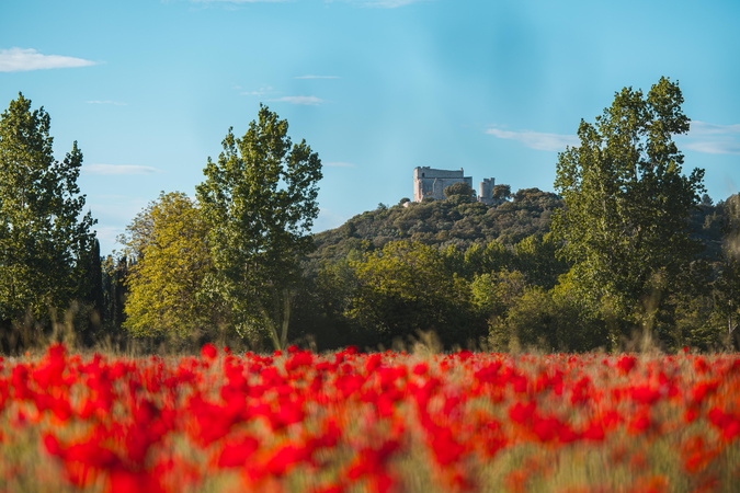Un champ de coquelicots rouges en fleurs au premier plan, avec des arbres verts et un bâtiment historique situé au sommet d'une colline en arrière-plan, sous un ciel bleu clair.