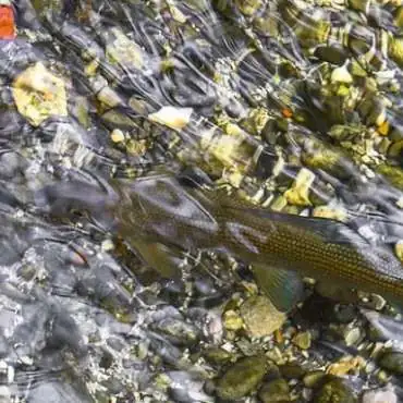 Lac de pêche PassionAquatic