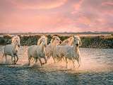 Camargue Sauvage