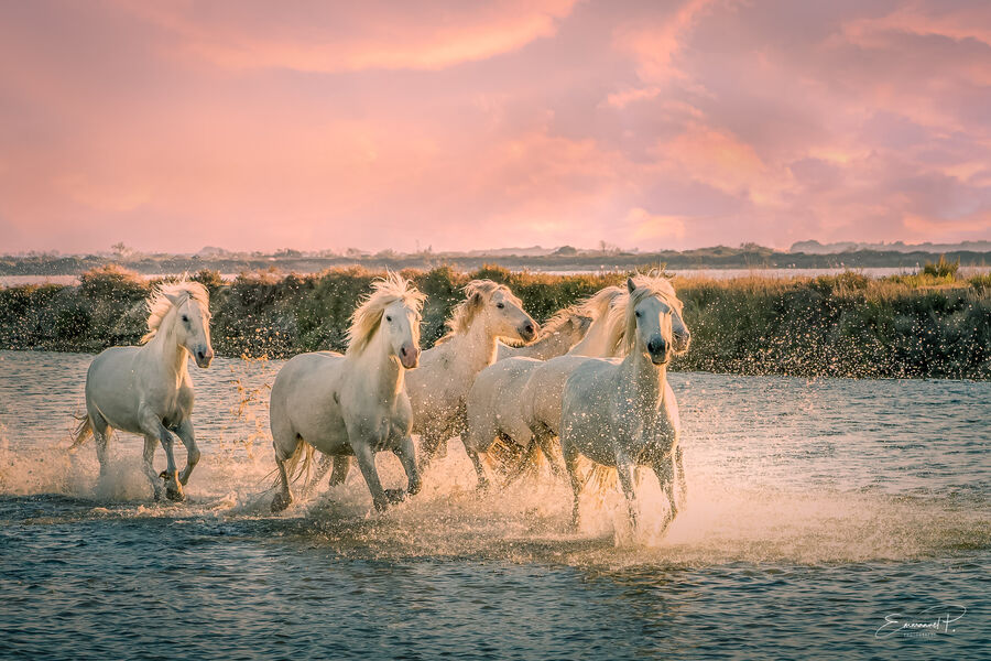 Plusieurs chevaux blancs galopant et éclaboussant dans un plan d'eau, sous un ciel rose et orange.