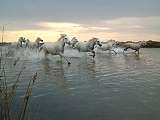 Camargue Sauvage