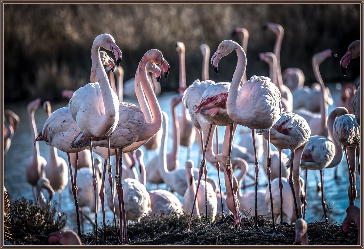 Un groupe de flamants roses évolue dans une zone humide, au plus près de l’eau. La scène met en valeur l’une des espèces emblématiques de la Camargue et son environnement naturel.