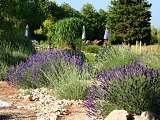 Couleur Lavande