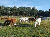 les poneys au pré