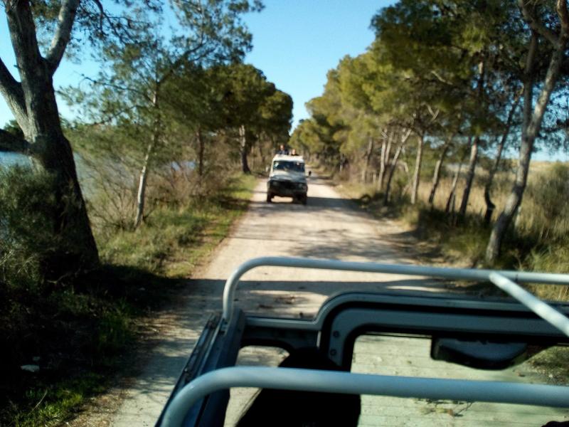 Un véhicule tout-terrain circule sur un chemin bordé de végétation et de zones humides. Cette image illustre le safari 4x4 et l’exploration des paysages camarguais hors des grands axes.