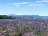 Lavandes et Mt Ventoux