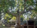 Le mas Pacha jardin