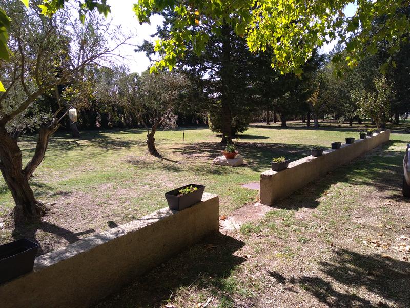 vue sur jardin avec de grands arbres et petit muret de séparation