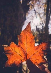  feuille d'automne vignette
