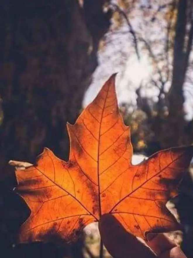 Top 15 des activités gratuites à faire cet automne à L’Isle sur la Sorgue Tourisme