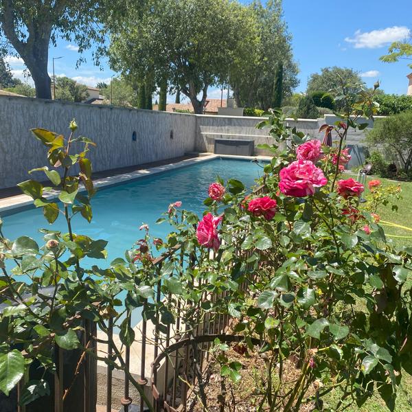 Une piscine rectangulaire en contrebas, entourée d'un mur gris et de grands arbres, avec des rosiers à fleurs roses en premier plan.